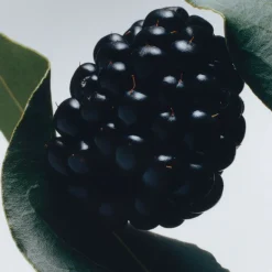 Blackberry & Bay Travel Candle