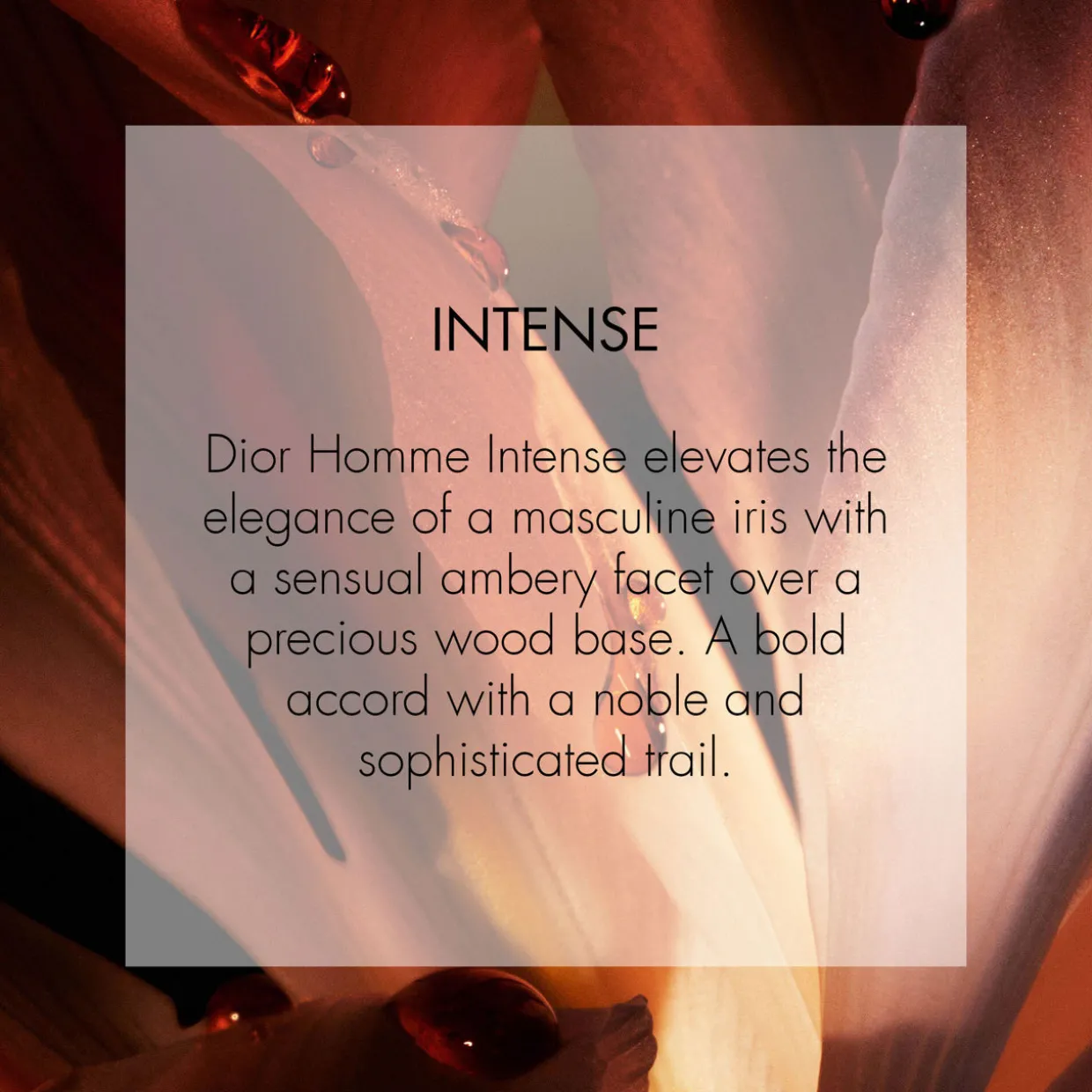 Dior Homme Intense