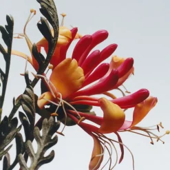 Honeysuckle & Davana Cologne