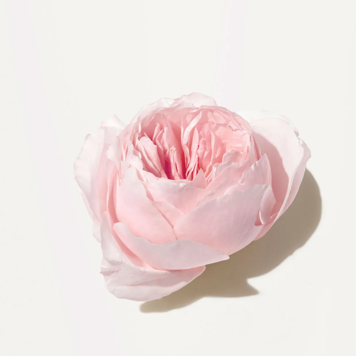 Light Rose™ Moisturising Hand Cream