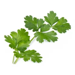 Lingot Italian Parsley Organic Seeds