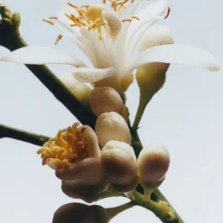 Orange Blossom Diffuser