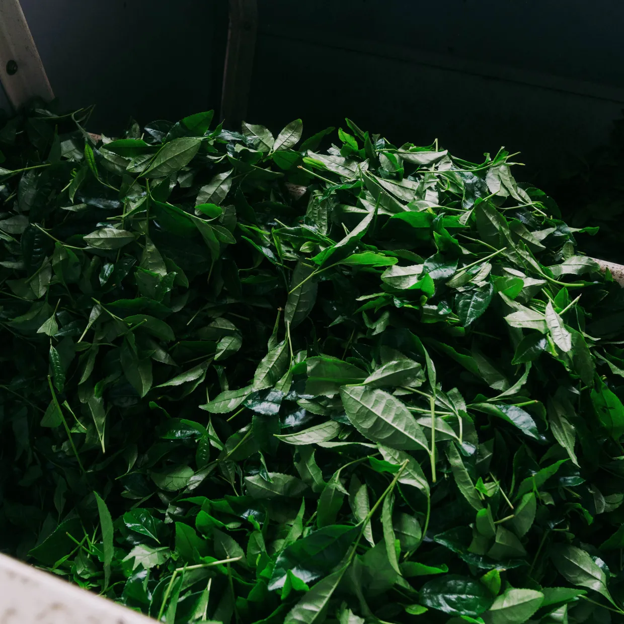 Organic Matcha Tea Ceremonial 50g
