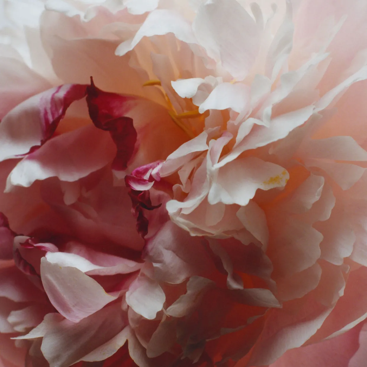Peony & Blush Suede Room Spray