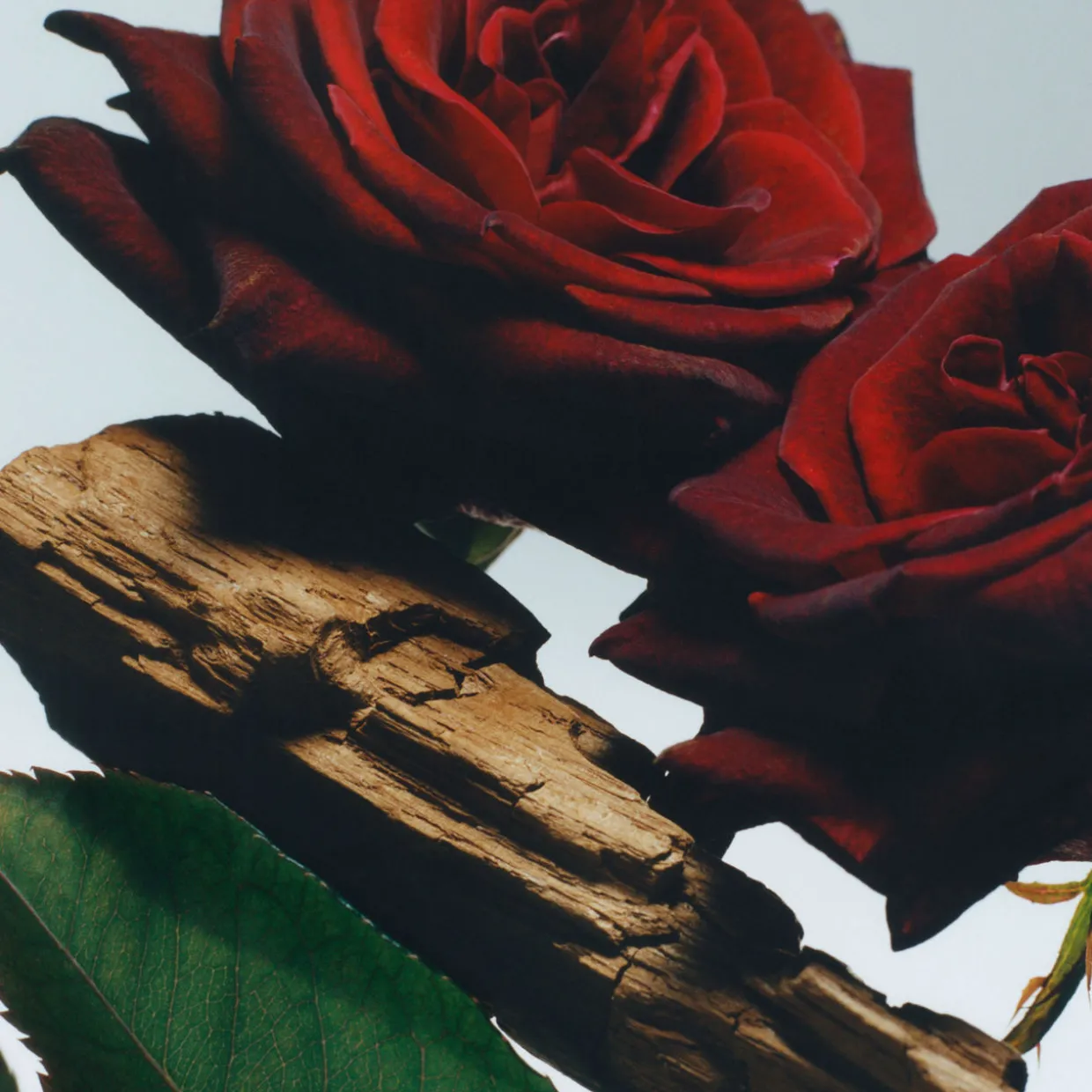 Velvet Rose & Oud Cologne Intense Classic Candle