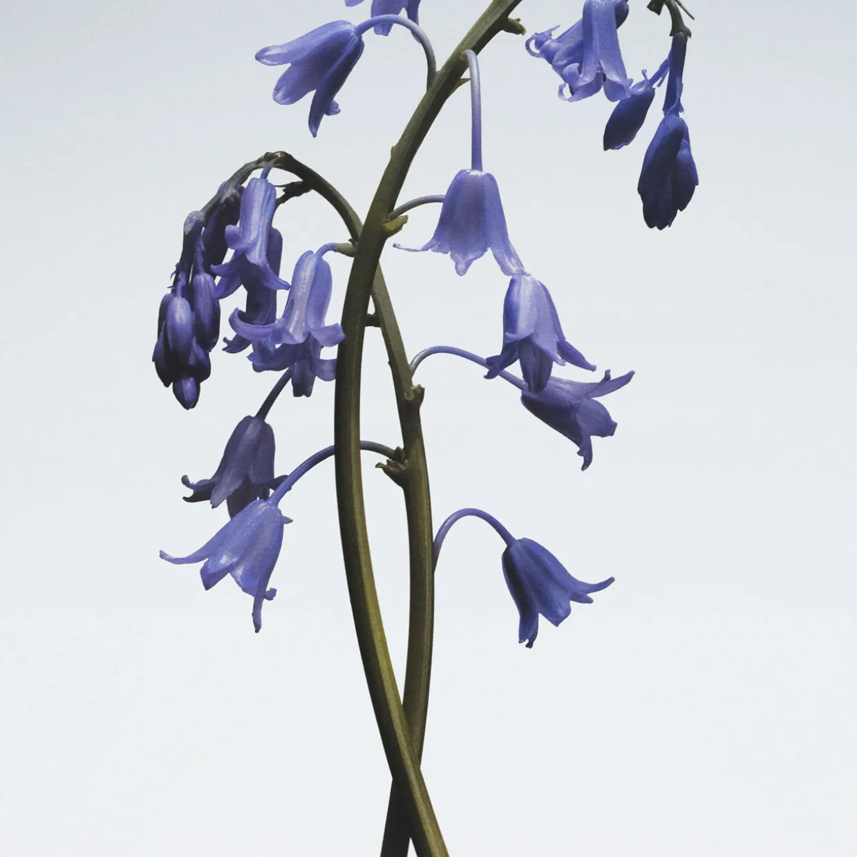 Wild Bluebell Body & Hand Wash