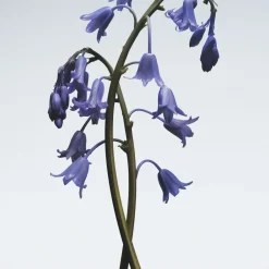 Wild Bluebell Body Crème